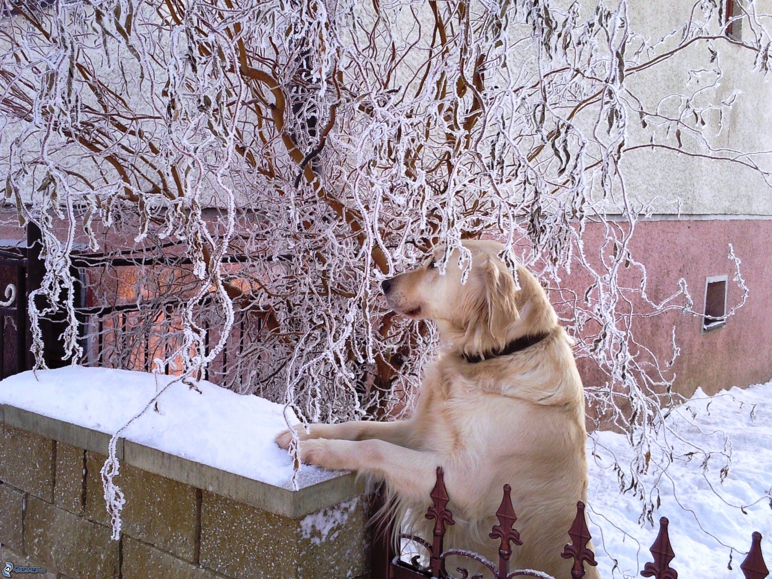 zlaty retriever